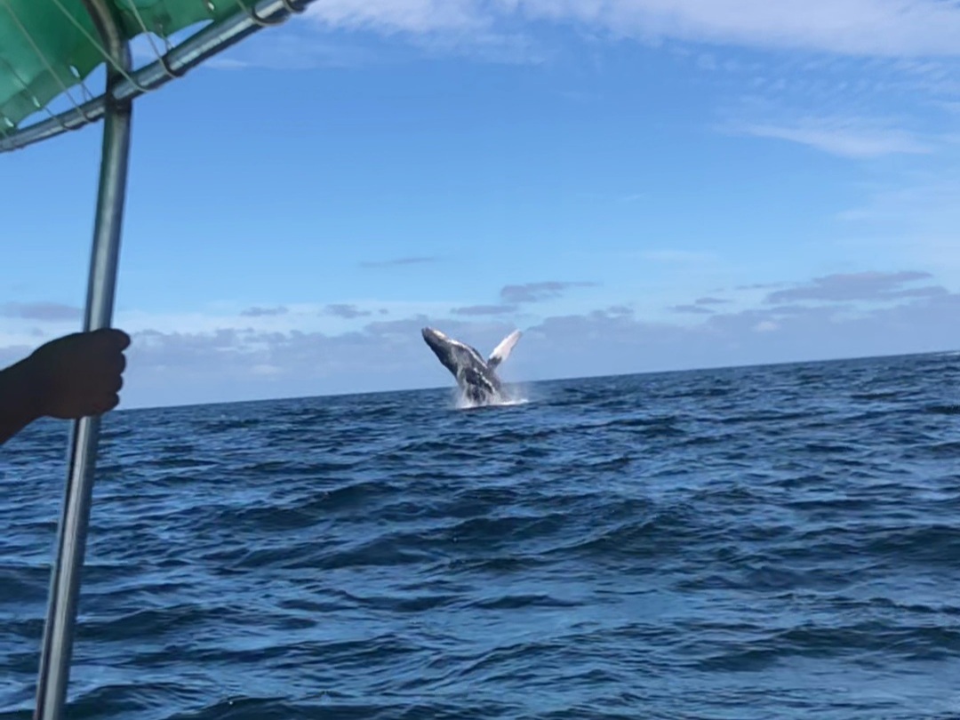 Avistamiento de ballenas en punta de mita, cerca de Isla Marietas, Playamarietas